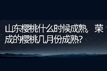 山东樱桃什么时候成熟