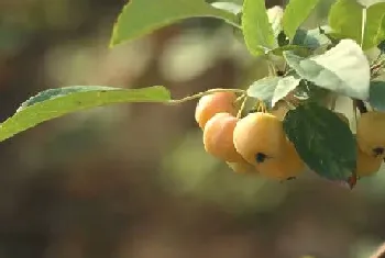 院子种什么果树最吉祥,院里种樱桃和柿子树