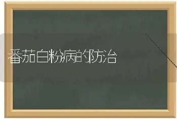 番茄白粉病的防治