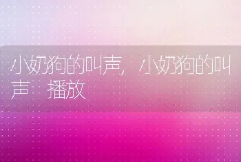 小奶狗的叫声