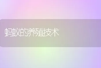 蚂蚁的养殖技术