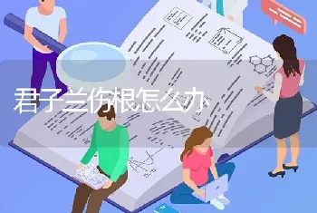 君子兰伤根怎么办