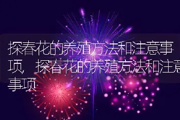 探春花的养殖方法和注意事项