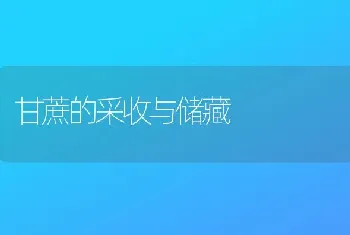 甘蔗的采收与储藏