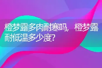 橙梦露多肉耐寒吗