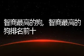 智商最高的狗,智商最高的狗排名前十