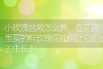 小玫瑰盆栽怎么养