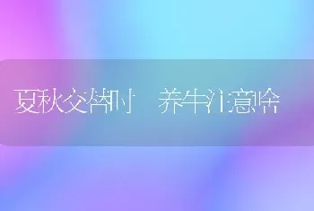 夏秋交替时 养牛注意啥