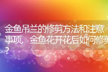 金鱼吊兰的修剪方法和注意事项