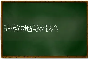 甜椒露地高效栽培