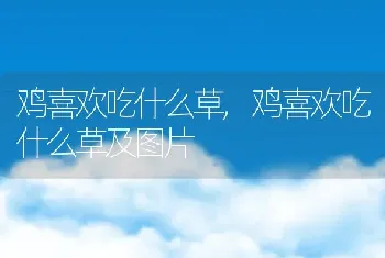 鸡喜欢吃什么草