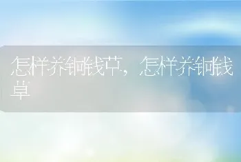 怎样养铜钱草