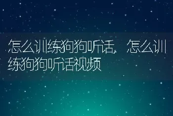 怎么训练狗狗听话