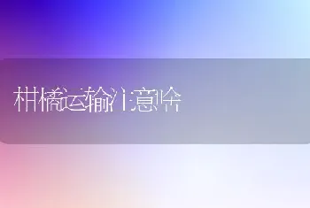 柑橘运输注意啥