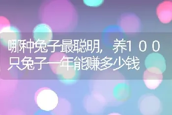 哪种兔子最聪明,养100只兔子一年能赚多少钱