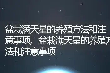 盆栽满天星的养殖方法和注意事项