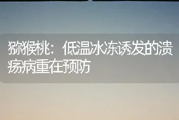 猕猴桃：低温冰冻诱发的溃疡病重在预防