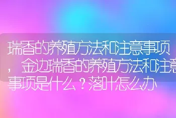 瑞香的养殖方法和注意事项