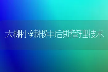 大棚小辣椒中后期管理技术