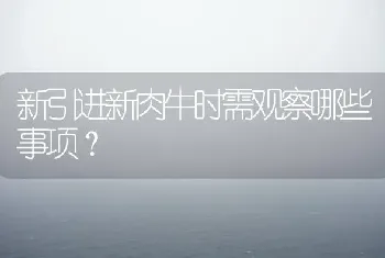 新引进新肉牛时需观察哪些事项?