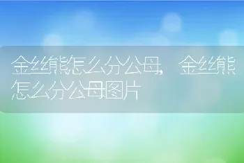 金丝熊怎么分公母