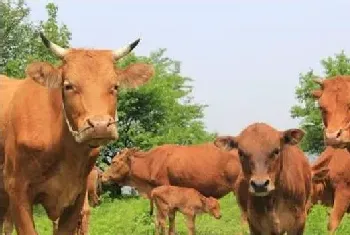 肉牛养殖场怎么建设？手把手教您建设肉牛养殖场