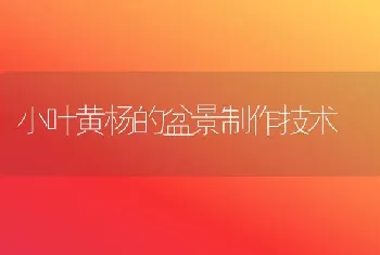 小叶黄杨的盆景制作技术