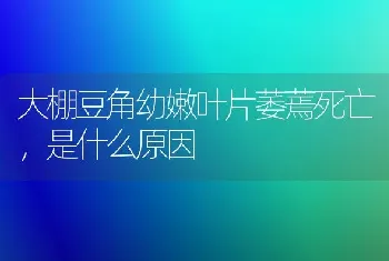 大棚豆角幼嫩叶片萎蔫死亡,是什么原因