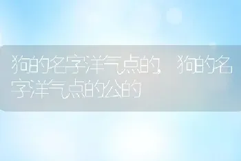 狗的名字洋气点的