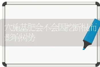 穴施基肥会不会因挖断根而影响树势