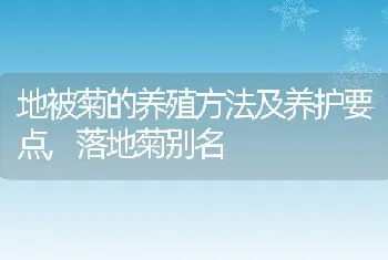 地被菊的养殖方法及养护要点