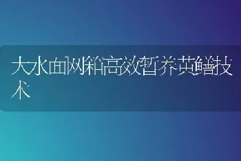 大水面网箱高效暂养黄鳝技术