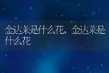 金达莱是什么花