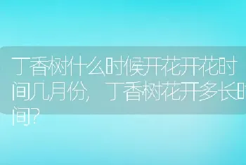 丁香树什么时候开花开花时间几月份