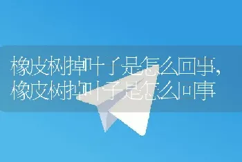 狗拉稀怎么回事