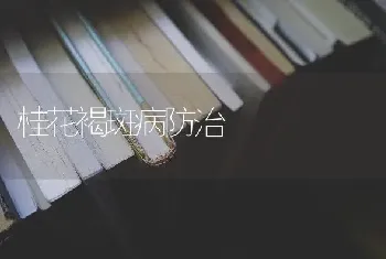 桂花褐斑病防治