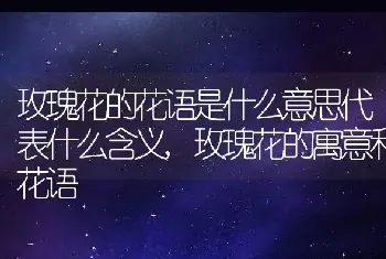 玫瑰花的花语是什么意思代表什么含义