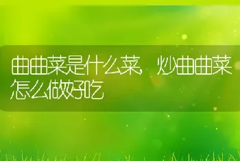 曲曲菜是什么菜