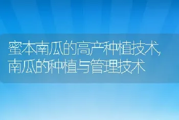 蜜本南瓜的高产种植技术