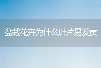 盆栽花卉为什么叶片易发黄