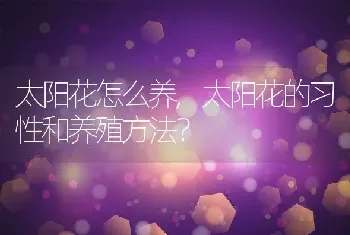 太阳花怎么养