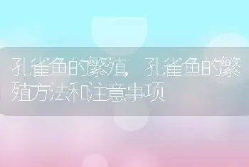 孔雀鱼的繁殖