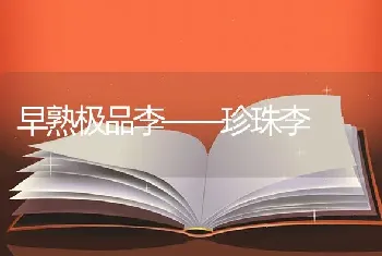 早熟极品李——珍珠李