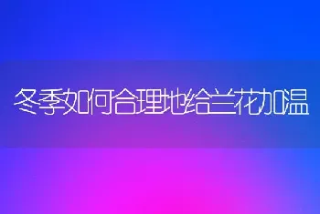 冬季如何合理地给兰花加温