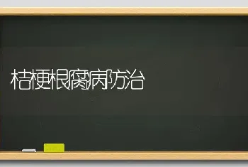 桔梗根腐病防治