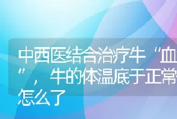 中西医结合治疗牛“血汗症”