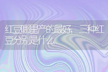 红豆哪里产的最好