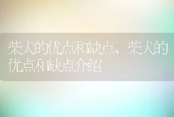 柴犬的优点和缺点