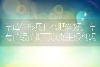 草莓生根用什么肥料好