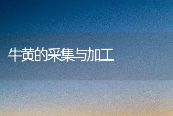 牛黄的采集与加工